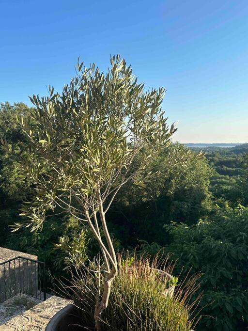 Sous Le « Figuier » Villa Cornillon-Confoux Exteriör bild