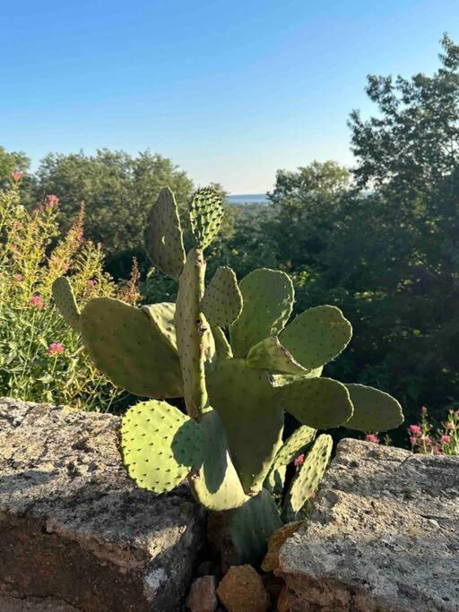 Sous Le « Figuier » Villa Cornillon-Confoux Exteriör bild